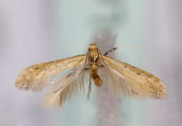 صورة Aspilapteryx limosella (Duponchel 1843)