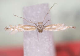 Image of Phyllonorycter baetica Lastuvka & Lastuvka 2006