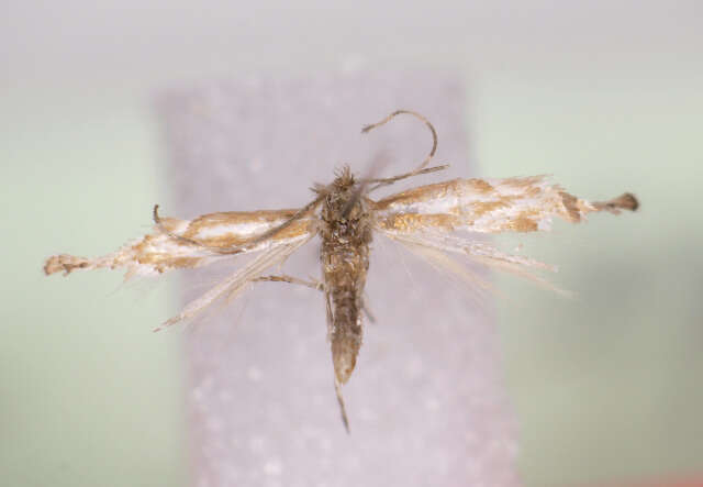 Image of Phyllonorycter baetica Lastuvka & Lastuvka 2006