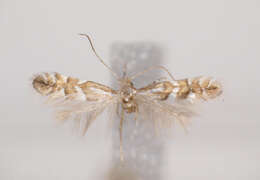 صورة Phyllonorycter deschkai Triberti 2007