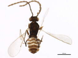 Image of Cosmocomoidea