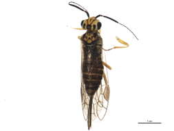 Image of xyelid sawflies