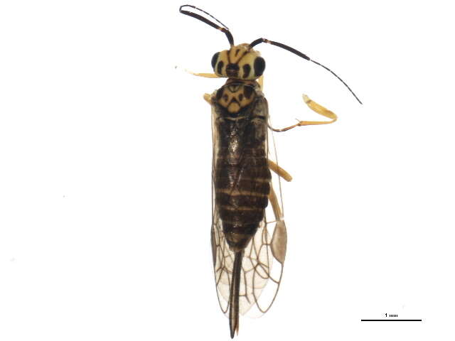 Image of xyelid sawflies