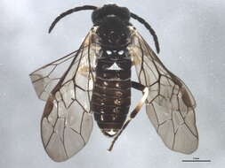 Image of Monophadnoides