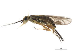 Image of xyelid sawflies