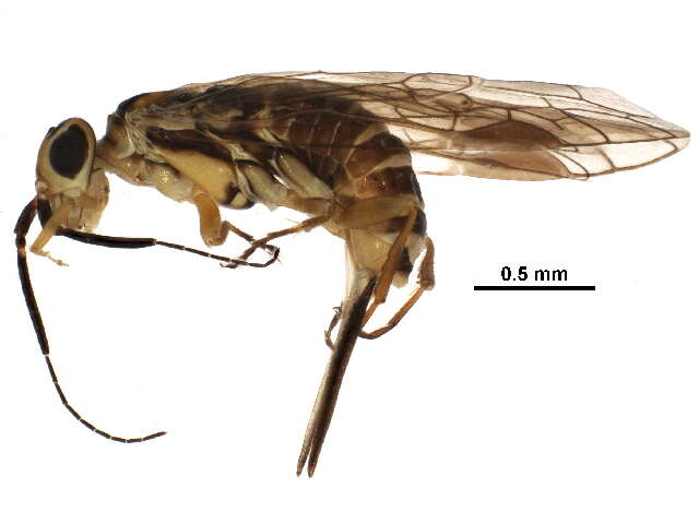 Image of xyelid sawflies