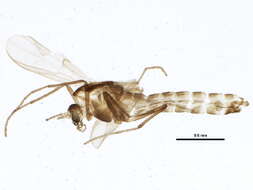 Image of Gymnometriocnemus brumalis (Edwards 1929)