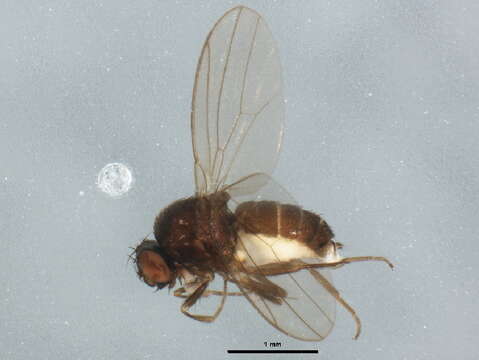 Image of Drosophila affinis Sturtevant 1916