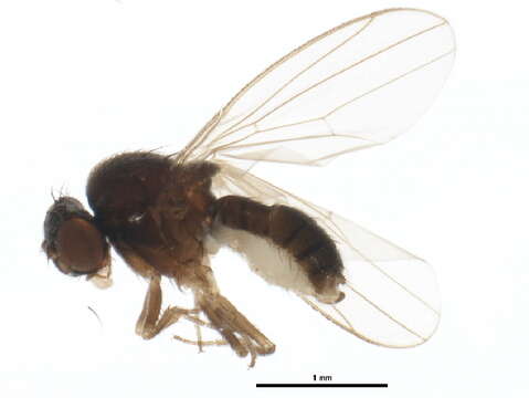 Image of Drosophila affinis Sturtevant 1916