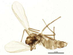 Image of Gymnometriocnemus brumalis (Edwards 1929)