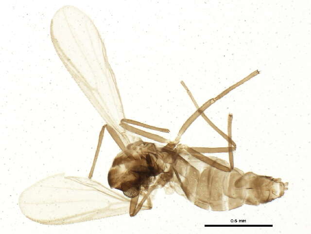 Image of Gymnometriocnemus brumalis (Edwards 1929)