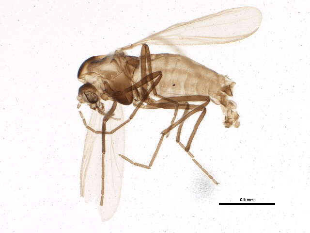 Image of Gymnometriocnemus brumalis (Edwards 1929)