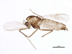 Image of Gymnometriocnemus brumalis (Edwards 1929)