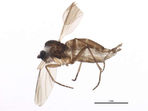 Image of Lycoriella sativae (Johannsen 1912)