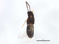 Image of <i>Philhygra palustris</i>