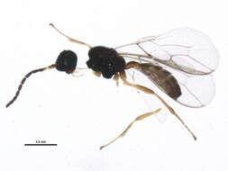 Image of Parasitoid wasp