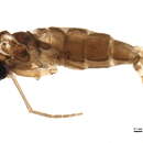 Image of Corynoptera bicuspidata (Lengersdorf 1926)