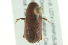 Image of bark beetle