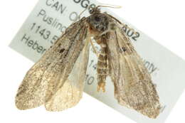 Image of Dull Flatbody Moth