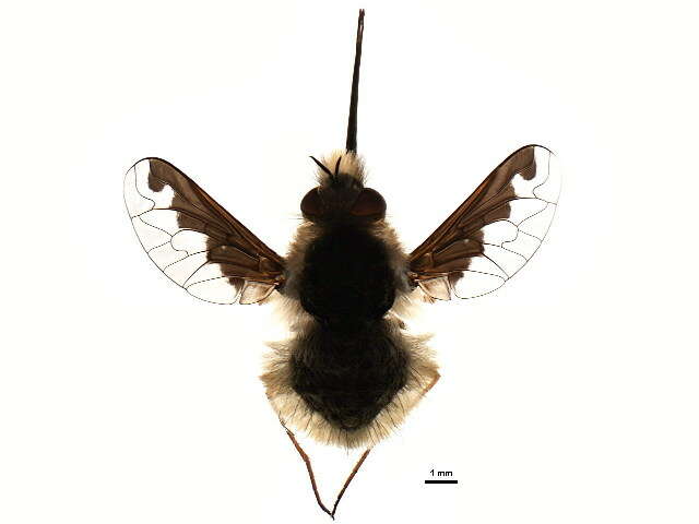 Image of Large bee-fly