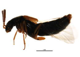 Aleocharinae resmi