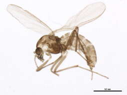 Image of Gymnometriocnemus