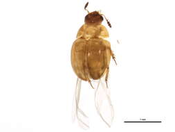 Image of Colenis (Colenis) impunctata Le Conte & J. L. 1853