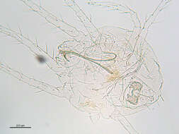 Image of spider mites