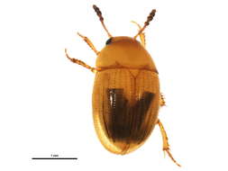 Image of Leiodes polita (Marsham 1802)