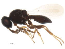 Image of Platygaster variabilis Fouts 1924