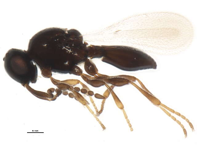 Sivun Platygaster variabilis Fouts 1924 kuva