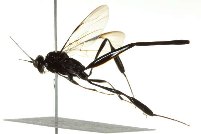 Image of Pelecinid Wasp