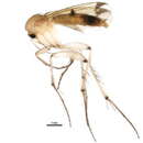 Image of Mycetophila cingulum Meigen 1830