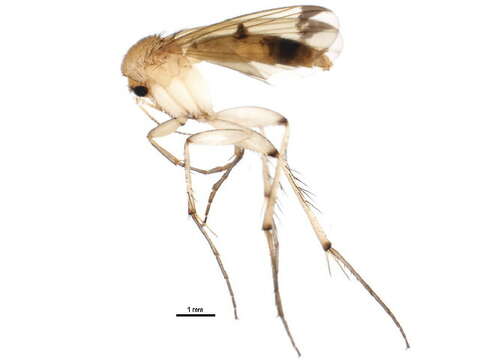 Sivun Mycetophila cingulum Meigen 1830 kuva