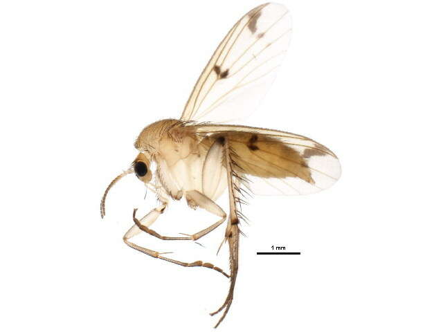 Image de Mycetophila cingulum Meigen 1830