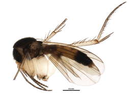 Image of Zygomyia