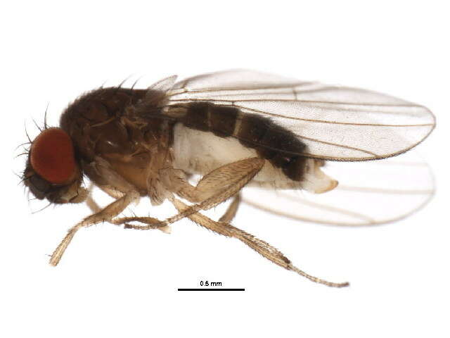 Image of Drosophila affinis Sturtevant 1916