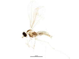 Image of Schizomyia