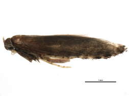 Image of Parornix