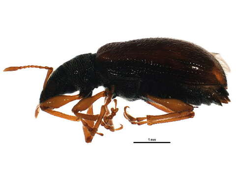 Image of Brown Leaf Weevil