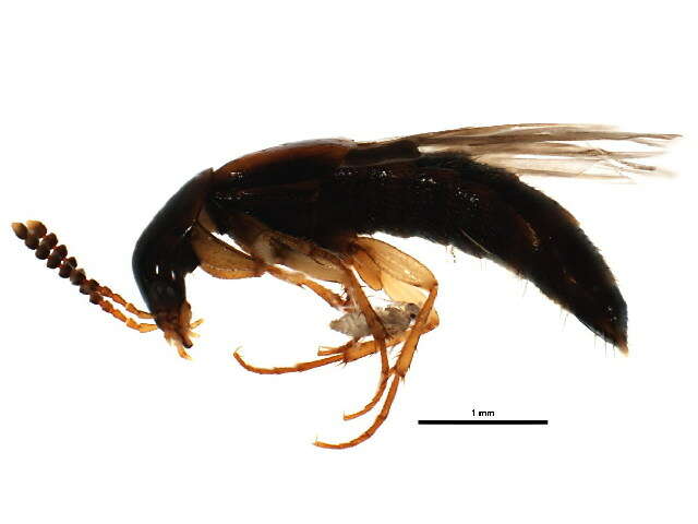 Image of Carphacis effrenatus Herman 2001