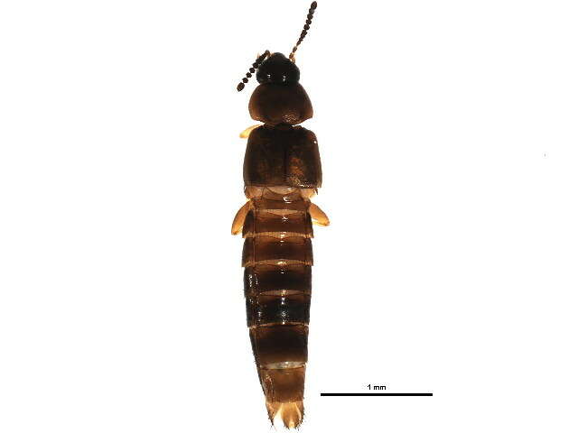 Image of Placusa (Placusa) tachyporoides (Waltl 1838)