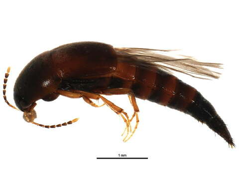 Image of Sepedophilus