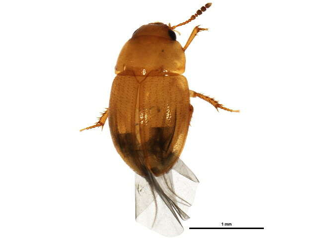 Image of Leiodes pygmaea Baranowski 1993