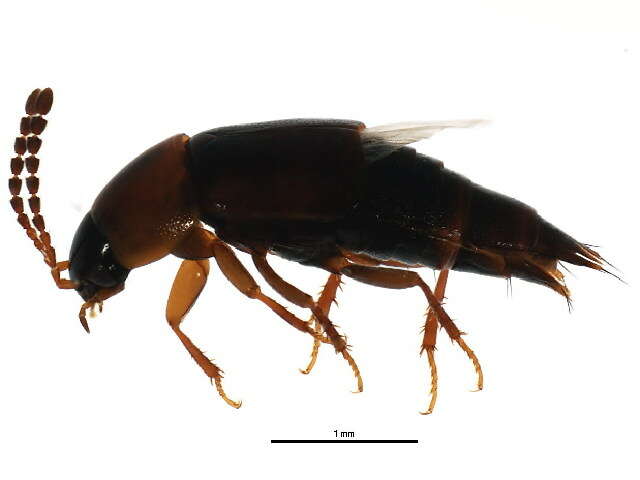 Imagem de Tachinus (Tachinus) corticinus Gravenhorst 1802