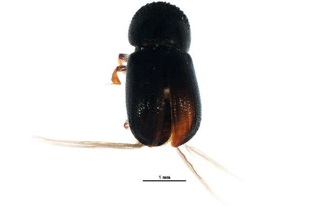 Image of Bark beetle