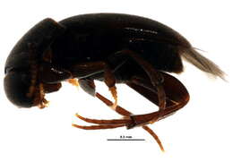 Image of <i>Ptomaphagus medius</i>