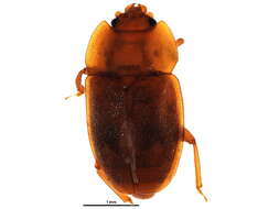 Image of Epuraea rufa (Say 1825)