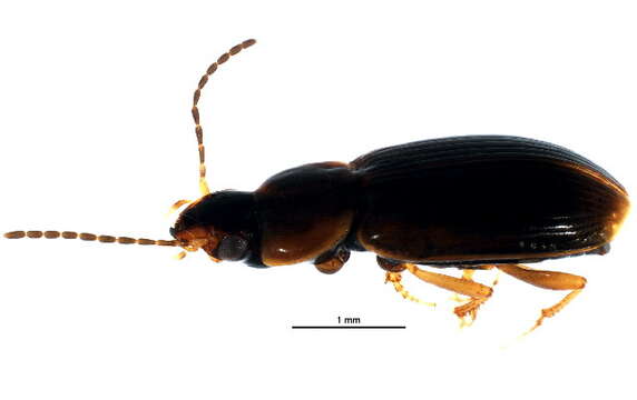 Image of Agonoleptus conjunctus (Say 1823)