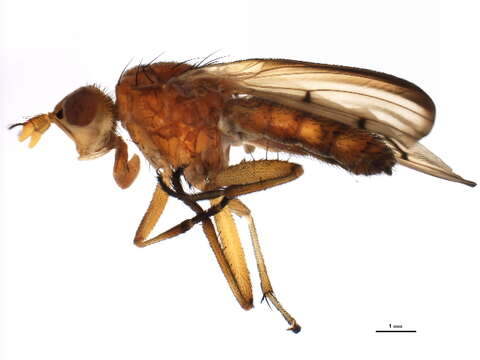 Image of Tetanocera plumosa Loew 1847